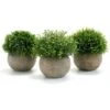 3Pcs Plantes D'intérieur Artificielles, Fausses Plantes En Plastique Avec Pots Gris Décoration De Gazon Artificiel En Plein Air Bureau De Mariage Table à Manger Jardin Nouveaux Cadeaux Pour La Maison 2 3Pcs Plantes D'intérieur Artificielles, Fausses Plantes En Plastique Avec Pots Gris Décoration De Gazon Artificiel En Plein Air Bureau De Mariage Table à Manger Jardin Nouveaux Cadeaux Pour La Maison -Pas Cher Flore Calme Magasin 97196690 1