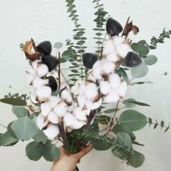 Fleurs De Coton Séchées 3Pcs Branche Coton Artificielle 5 Têtes Coton Bouquet De Fleurs Sechees Naturelle Fausses Tige De Coton Branche Decorative Pour Vase Cadeau Mariage Noce De Coton Table 11 Fleurs De Coton Séchées 3Pcs Branche Coton Artificielle 5 Têtes Coton Bouquet De Fleurs Sechees Naturelle Fausses Tige De Coton Branche Decorative Pour Vase Cadeau Mariage Noce De Coton Table -Pas Cher Flore Calme Magasin 97500356 5