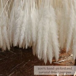 30 Pièces D'herbe De Pampa, Décoration D'herbe De Pampa (blanc) -Pas Cher Flore Calme Magasin 97527323 4