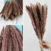 25pcs Fleurs Séchees Naturelles Brun Herbe Pampas Sechees Décoration Pour Maison Table Balcon Mariage Bouquet De Fleurs Vase-Environs 45-47cm 1 25pcs Fleurs Séchees Naturelles Brun Herbe Pampas Sechees Décoration Pour Maison Table Balcon Mariage Bouquet De Fleurs Vase-Environs 45-47cm -Pas Cher Flore Calme Magasin 97640556 1