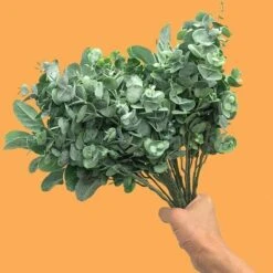 Lot De 3 Branche De Feuilles D’Eucalyptus Argenté Feuillage Fleurs Artificielles Plantes Artificielle Tiges Pour Fête Mariage Décoration De La Maison 11 Lot De 3 Branche De Feuilles D’Eucalyptus Argenté Feuillage Fleurs Artificielles Plantes Artificielle Tiges Pour Fête Mariage Décoration De La Maison -Pas Cher Flore Calme Magasin 97733228 5