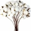 Branche De Coton Tige Naturelle Ferme Fleurs Séchées Branches De Coton Plante De Coton Fleurs Séchées Artificielles (20 Pièces) -Pas Cher Flore Calme Magasin 98441976 1